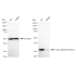 KD-Validated CDK2 Rabbit mAb (20 μl)