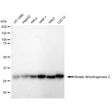 KD-Validated MDH2 Rabbit mAb (20 μl)
