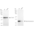 KD-Validated MDH2 Rabbit mAb (20 μl)