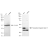 KD-Validated TCEA1 Rabbit mAb (20 μl)