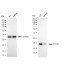 KD-Validated CDC42 Rabbit mAb (20 μl)
