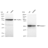 KD-Validated K7 Rabbit mAb (20 μl)