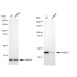 KD-Validated AdSS 2 Rabbit mAb (20 μl)