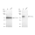 KD-Validated PPP3CA Rabbit mAb (20 μl)
