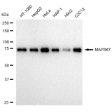 KD-Validated MAP3K7 Rabbit mAb (20 μl)