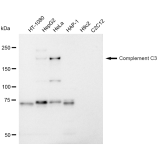 KD-Validated CPAMD1 Rabbit mAb (20 μl)