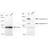 KD-Validated CPAMD1 Rabbit mAb (20 μl)