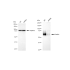 KD-Validated PXN Rabbit mAb (20 μl)