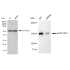 KD-Validated p150 CAF1 Rabbit mAb (20 μl)