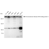 KD-Validated CHD-4 Rabbit mAb (20 μl)