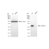 KD-Validated CHMP2B Rabbit mAb (20 μl)