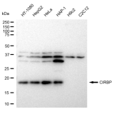 KD-Validated CIRBP Rabbit mAb (20 μl)