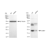 KD-Validated CIRBP Rabbit mAb (20 μl)