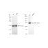 KD-Validated ACSL4 Rabbit mAb (20 μl)