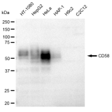 KD-Validated CD58 Rabbit mAb (20 μl)