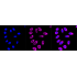 KD-Validated COASY Rabbit mAb (20 μl)