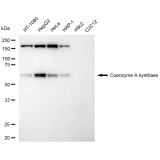 KD-Validated COASY Rabbit mAb (20 μl)