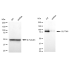 KD-Validated CLPTM1 Rabbit mAb (20 μl)
