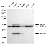 KD-Validated BAG1 Rabbit mAb (20 μl)
