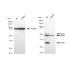 KD-Validated BAG1 Rabbit mAb (20 μl)