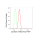 KD-Validated CAV3 Rabbit mAb (20 μl)
