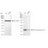 KD-Validated CAV3 Rabbit mAb (20 μl)