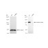 KD-Validated AR Rabbit mAb (20 μl)