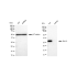 KD-Validated BCL2L1 Rabbit mAb (20 μl)