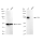 KD-Validated CD44 Rabbit mAb (20 μl)