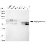KD-Validated BIN1 Rabbit mAb (20 μl)