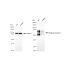 KD-Validated BIN1 Rabbit mAb (20 μl)
