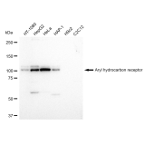 KD-Validated AHR Rabbit mAb (20 μl)