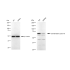 KD-Validated CDC16 Rabbit mAb (20 μl)