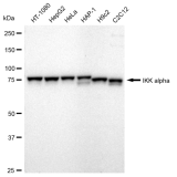KD-Validated IKK α Rabbit mAb (20 μl)
