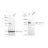 KD-Validated CTNNA1 Rabbit mAb (20 μl)