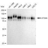 KD-Validated ATG9A Rabbit mAb (20 μl)