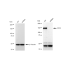 KD-Validated CD13 Rabbit mAb (20 μl)