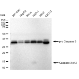 KD-Validated CASP3 Rabbit mAb (20 μl)