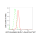 KD-Validated ARF1 Rabbit mAb (20 μl)