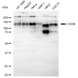 KD-Validated CD36 Rabbit mAb (20 μl)