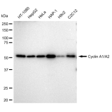 KD-Validated CCNA2 Rabbit mAb (20 μl)