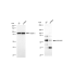 KD-Validated CDC25C Rabbit mAb (20 μl)
