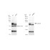 KD-Validated CDC16 Rabbit mAb (20 μl)