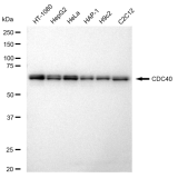 KD-Validated CDC40 Rabbit mAb (20 μl)