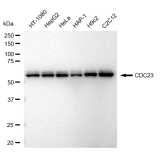 KD-Validated CDC23 Rabbit mAb (20 μl)
