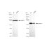 KD-Validated CDC23 Rabbit mAb (20 μl)