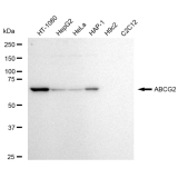 KD-Validated ABCG2 Rabbit mAb (20 μl)