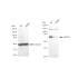 KD-Validated ABCG2 Rabbit mAb (20 μl)