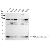 KD-Validated ARF6 Rabbit mAb (20 μl)
