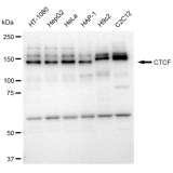 KD-Validated CTCF Rabbit mAb (20 μl)